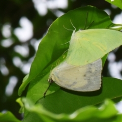 Catopsilia pomona (Lemon Migrant) at Sheldon, QLD - 4 Jan 2024 by PJH123