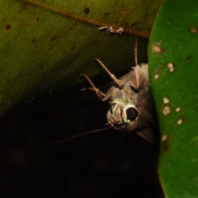 Unidentified Skipper (Hesperiidae) at Sheldon, QLD - 4 Jan 2024 by PJH123