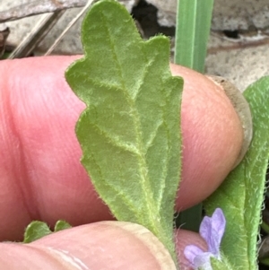 Ajuga australis at Kangaroo Valley, NSW - suppressed