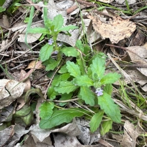 Ajuga australis at Kangaroo Valley, NSW - suppressed