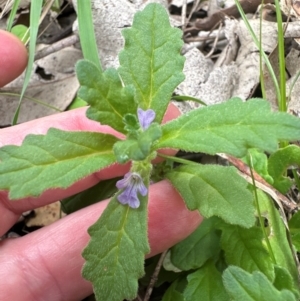 Ajuga australis at Kangaroo Valley, NSW - suppressed