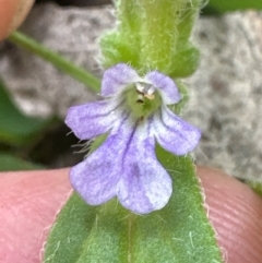 Ajuga australis at Kangaroo Valley, NSW - 4 Jan 2024