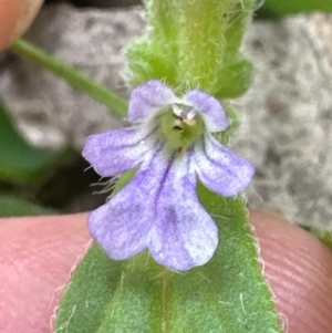 Ajuga australis at Kangaroo Valley, NSW - suppressed