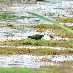 Porzana fluminea (Australian Spotted Crake) at Jerrabomberra Wetlands - 4 Jan 2024 by Thurstan