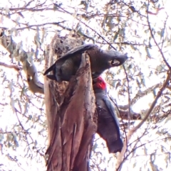 Callocephalon fimbriatum (identifiable birds) (Gang-gang Cockatoo (named birds)) at Mount Painter - 3 Jan 2024 by CathB