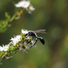 Sphecinae sp. (subfamily) (Unidentified Sand or Digger wasp) at Cook, ACT - 1 Jan 2024 by Tammy