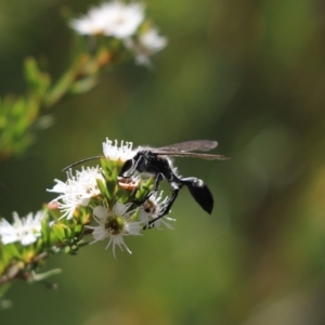 Sphecinae sp. (subfamily) at Cook, ACT - 1 Jan 2024