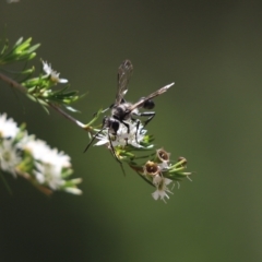 Sphecinae sp. (subfamily) at Cook, ACT - 1 Jan 2024 02:02 PM