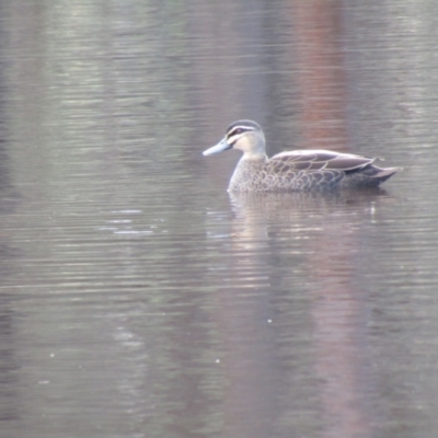 Anas superciliosa (Pacific Black Duck) at Mulligans Flat - 11 Apr 2021 by Amata