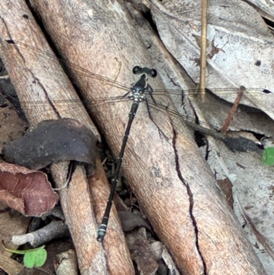 Austroargiolestes icteromelas (Common Flatwing) at Kangaroo Valley, NSW - 4 Jan 2024 by lbradley