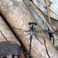 Austroargiolestes icteromelas at Kangaroo Valley, NSW - suppressed