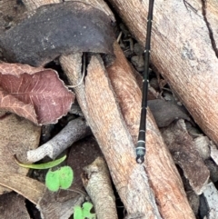 Austroargiolestes icteromelas at Kangaroo Valley, NSW - suppressed