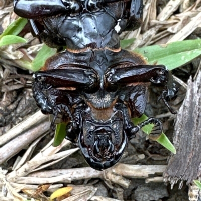 Pharochilus rugiceps (Passalid beetle) at Kangaroo Valley, NSW - 4 Jan 2024 by lbradley