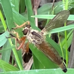 Zosteria fulvipubescens (Orange Robber Fly) at Kangaroo Valley, NSW - 4 Jan 2024 by lbradley