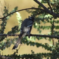 Rhipidura albiscapa (Grey Fantail) at Nicholls, ACT - 3 Apr 2021 by Amata