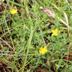 Hypericum gramineum (Small St Johns Wort) at Mount Painter - 2 Jan 2024 by CathB