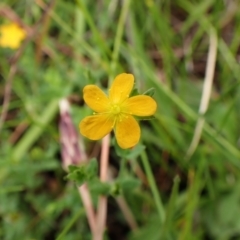 Hypericum gramineum at Mount Painter - 3 Jan 2024 10:19 AM