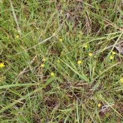 Hypericum gramineum at Mount Painter - 3 Jan 2024 10:19 AM