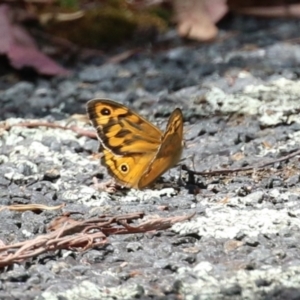 Heteronympha merope at Tidbinbilla Nature Reserve - 2 Jan 2024