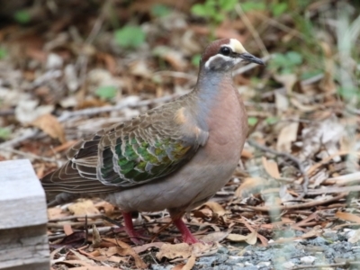 Phaps chalcoptera (Common Bronzewing) at Tidbinbilla Nature Reserve - 2 Jan 2024 by RodDeb