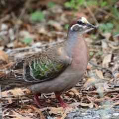 Phaps chalcoptera (Common Bronzewing) at Tidbinbilla Nature Reserve - 2 Jan 2024 by RodDeb