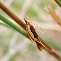 Thema psammoxantha (A concealer moth) at Cook, ACT - 20 Dec 2023 by CathB