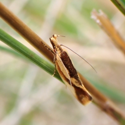 Thema psammoxantha (A concealer moth) at Cook, ACT - 20 Dec 2023 by CathB