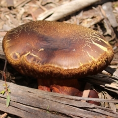 Phlebopus marginatus (Giant Bolete) at Tidbinbilla Nature Reserve - 2 Jan 2024 by RodDeb