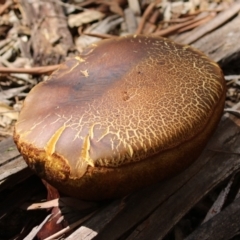 Phlebopus marginatus at Tidbinbilla Nature Reserve - 2 Jan 2024