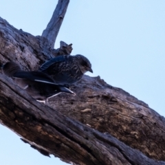 Artamus cyanopterus (Dusky Woodswallow) at Molonglo River Reserve - 1 Jan 2024 by Untidy