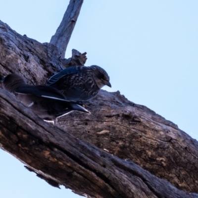 Artamus cyanopterus cyanopterus (Dusky Woodswallow) at Molonglo River Reserve - 1 Jan 2024 by Untidy