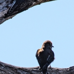 Artamus cyanopterus at Molonglo River Reserve - 1 Jan 2024