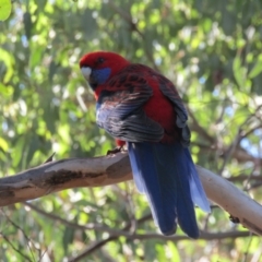 Platycercus elegans (Crimson Rosella) at Nicholls, ACT - 2 Apr 2021 by Amata