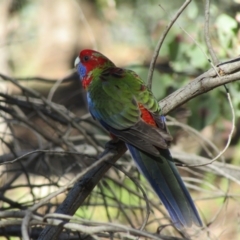 Platycercus elegans at Percival Hill - 3 Apr 2021 10:17 AM