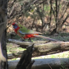 Platycercus elegans at Percival Hill - 3 Apr 2021 10:17 AM