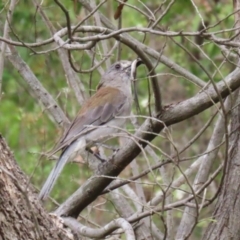 Colluricincla harmonica at Tidbinbilla Nature Reserve - 2 Jan 2024 04:26 PM