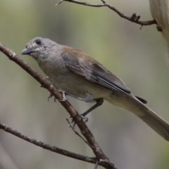 Colluricincla harmonica at Tidbinbilla Nature Reserve - 2 Jan 2024 04:26 PM