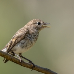 Petroica goodenovii (Red-capped Robin) at Weddin Mountains National Park - 3 Jan 2024 by trevsci