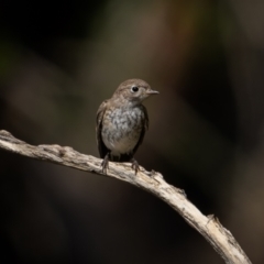 Petroica goodenovii at Weddin Mountains National Park - 3 Jan 2024 04:45 PM