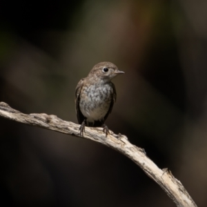 Petroica goodenovii at Weddin Mountains National Park - 3 Jan 2024 04:45 PM