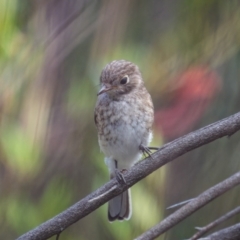 Petroica goodenovii at Weddin Mountains National Park - 3 Jan 2024 04:45 PM