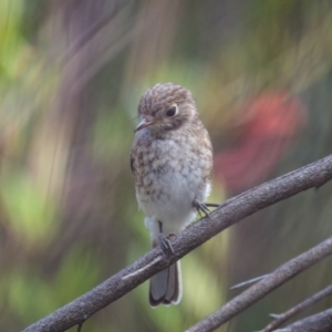 Petroica goodenovii at Weddin Mountains National Park - 3 Jan 2024 04:45 PM