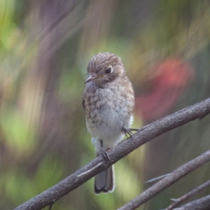Petroica goodenovii at Weddin Mountains National Park - 3 Jan 2024 04:45 PM