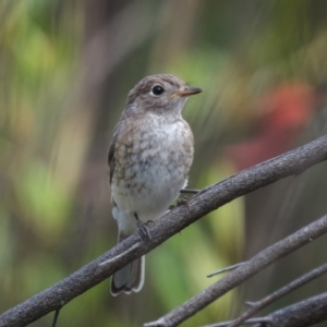 Petroica goodenovii at Weddin Mountains National Park - 3 Jan 2024 04:45 PM