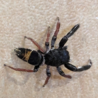 Apricia jovialis (Jovial jumping spider) at Kambah, ACT - 3 Jan 2024 by HelenCross