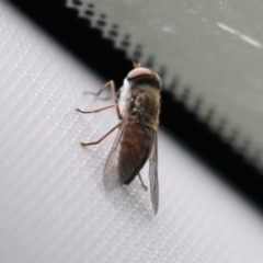 Dasybasis sp. (genus) at Tidbinbilla Nature Reserve - 2 Jan 2024