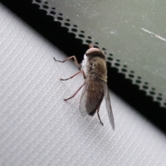 Dasybasis sp. (genus) at Tidbinbilla Nature Reserve - 2 Jan 2024