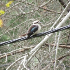 Dacelo novaeguineae (Laughing Kookaburra) at Uriarra Village, ACT - 14 Apr 2021 by Amata