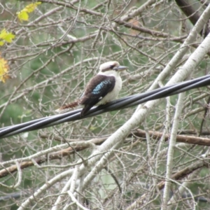 Dacelo novaeguineae at Cotter Reserve - 14 Apr 2021