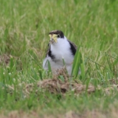 Vanellus miles (Masked Lapwing) at Kambah, ACT - 2 Jan 2024 by RodDeb